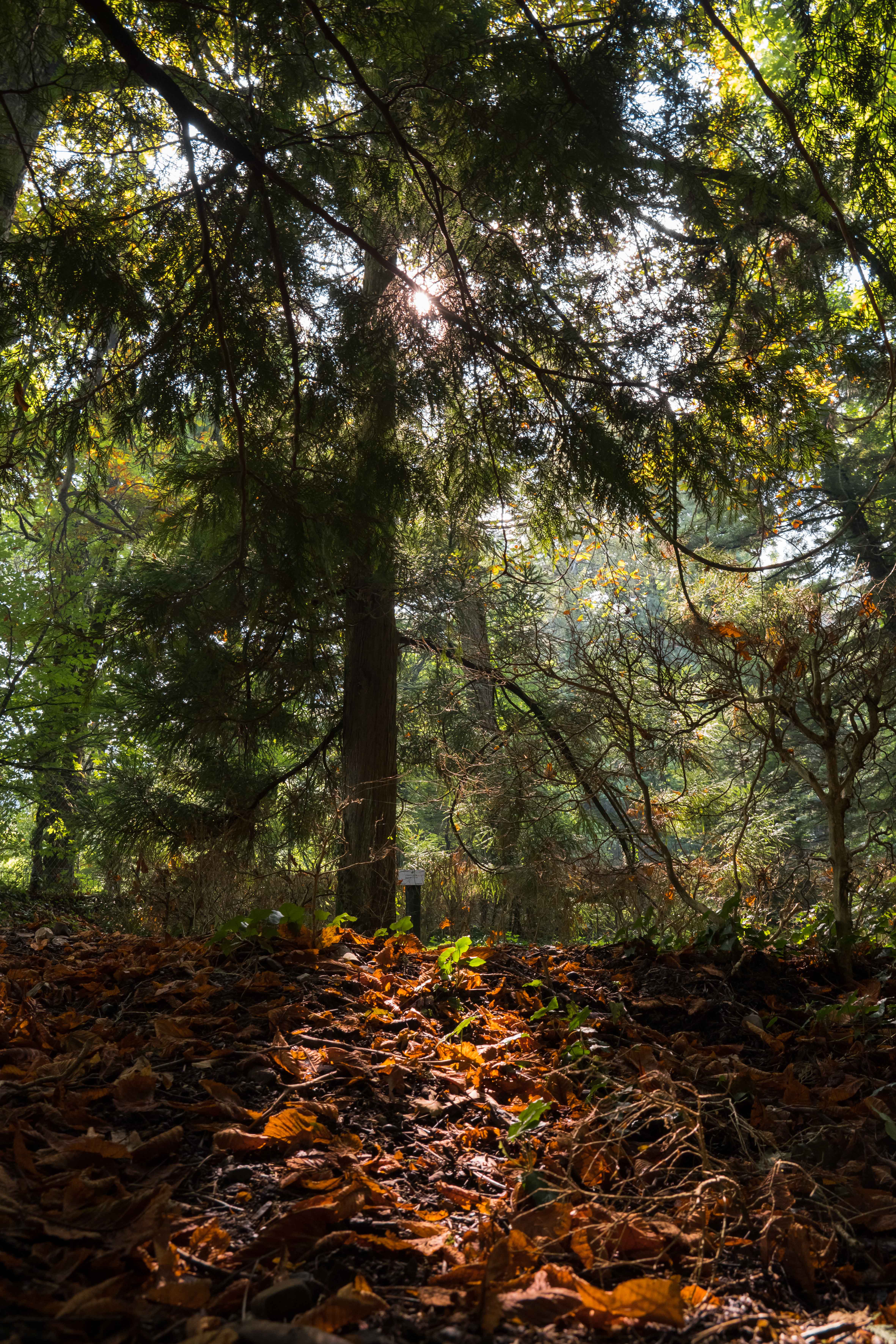 Visite agli Arboreti sperimentali di Vallombrosa